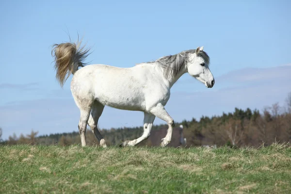 Weißes Warmblut läuft auf Weide — Stockfoto