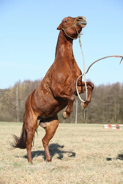 Castan ponei prancing — Fotografie, imagine de stoc