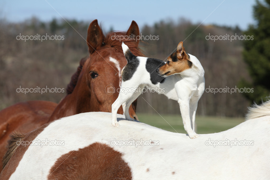 Brave Parson Russell terrier standing on horse back