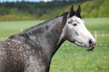 otlak üzerinde duran güzel at