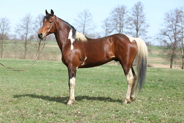 Gorgeous pinto stallion with nice bridle — Stock Photo, Image