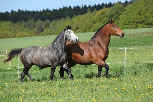 Dois cavalos incríveis correndo em grama fresca — Fotografia de Stock