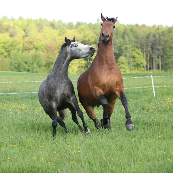 Dos caballos increíbles jugando en hierba fresca — Foto de Stock