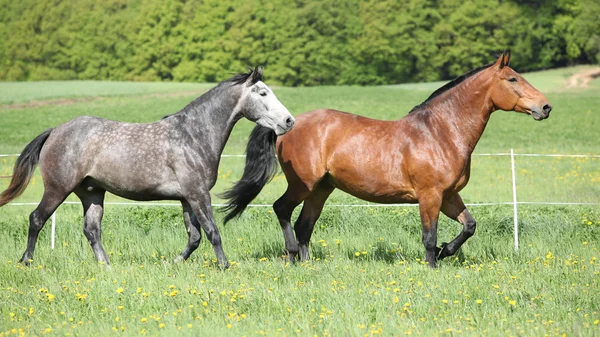 Δύο καταπληκτικό άλογα που τρέχουν σε φρέσκο χόρτο — Φωτογραφία Αρχείου