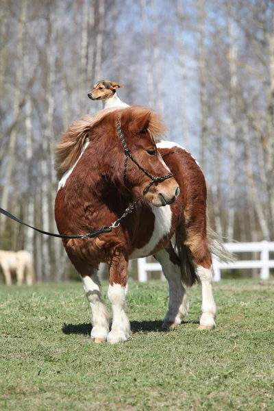 Mooi shetland pony met parson russell Terriër — Stockfoto