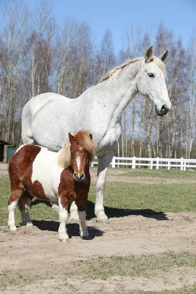 Grote paard met pony vriend — Stockfoto