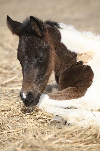 Portrait of nice lying foal — Stock Photo, Image