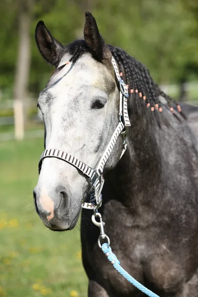 Gorgeous horse with nice halter — Stock Photo, Image