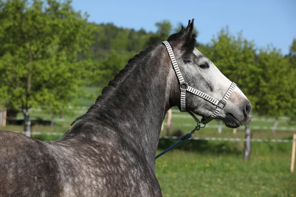 Nádherný kůň s pěkné ohlávky — Stock fotografie