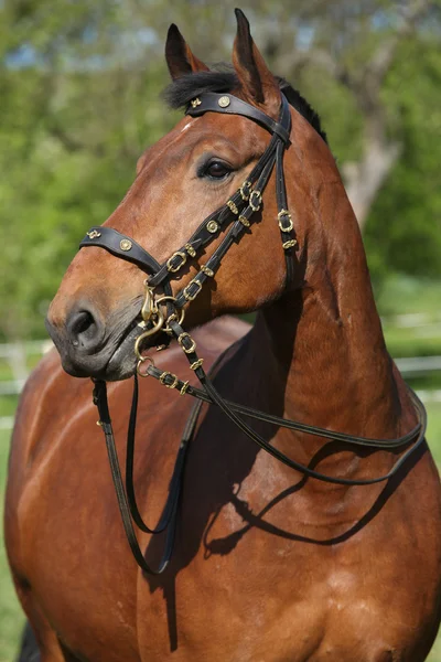 Verbazingwekkende bruin paard met prachtige hoofdstel — Stockfoto