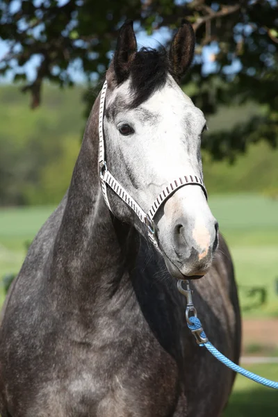 豪華な素晴らしいホールター馬 — ストック写真