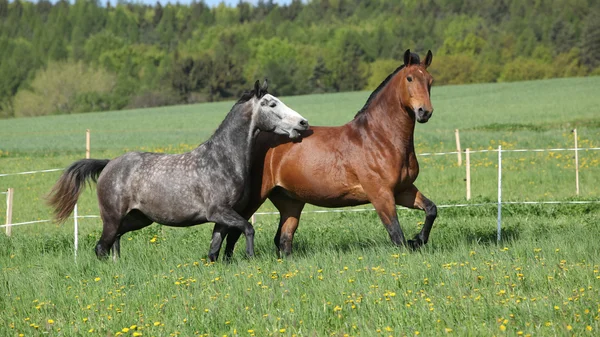 Two amazing horses running in fresh grass — Stock Photo, Image