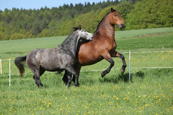 Deux chevaux étonnants jouant dans l'herbe fraîche — Photo