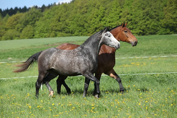 Dois cavalos incríveis correndo em grama fresca — Fotografia de Stock