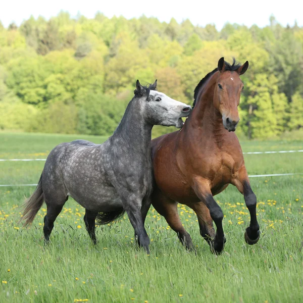 Két csodálatos lovak játszik a friss fű — Stock Fotó