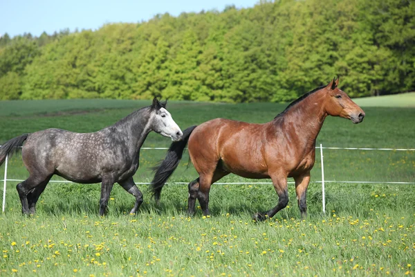 新鮮な草で実行されている 2 つの驚くべき馬 — ストック写真