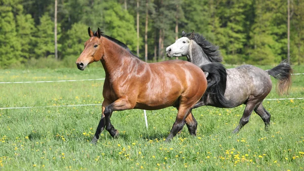 新鮮な草で実行されている 2 つの驚くべき馬 — ストック写真