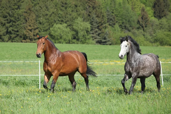 Dos caballos increíbles corriendo en hierba fresca — Foto de Stock