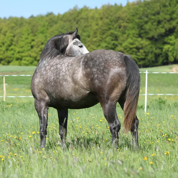 Beautiful horse standing on pasturage — Stock Photo, Image
