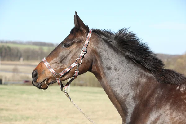 Portrait de joli cheval brun avec licou — Photo