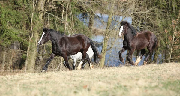 Mooie paarden draait op weidegronden samen — Stockfoto