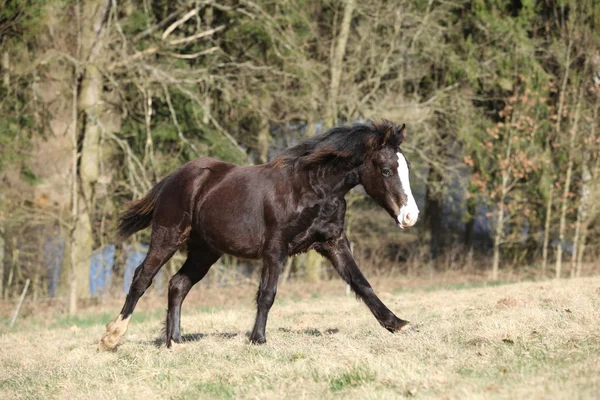 Bonito pony de montaña galés corriendo sobre pastizales —  Fotos de Stock