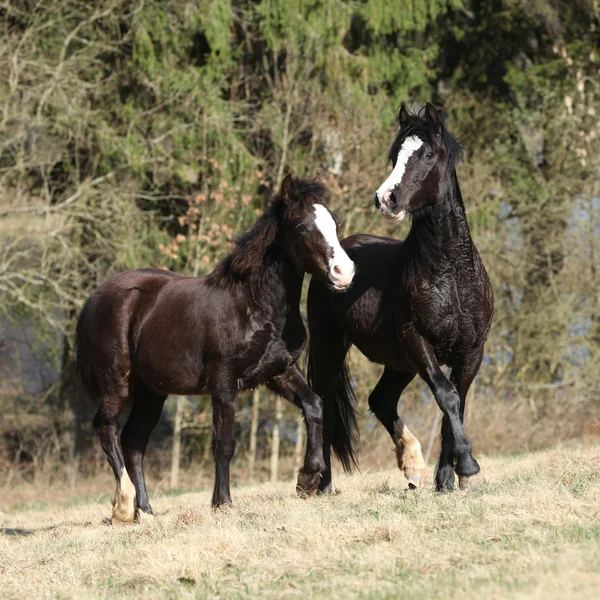 Jolis chevaux qui courent ensemble sur le pâturage — Photo