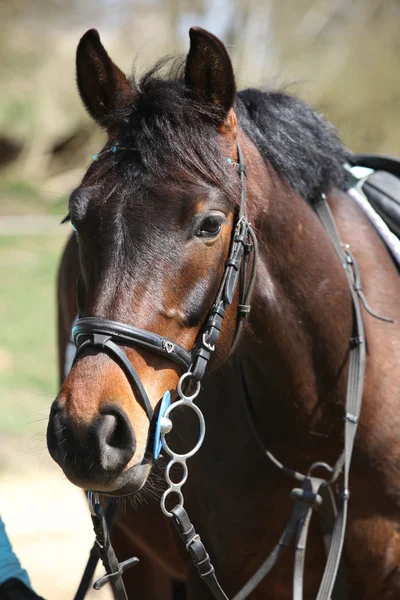 Portrait of nice pony — Stock Photo, Image