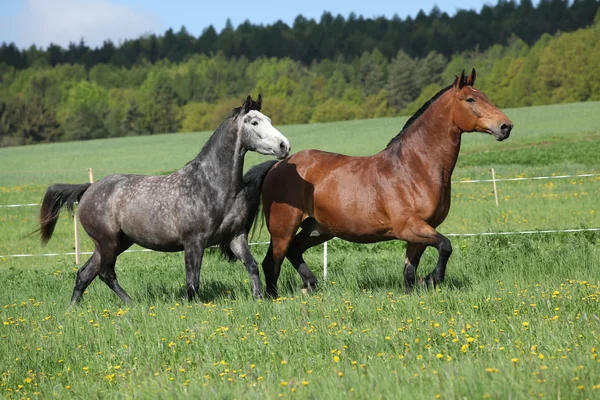 Dos caballos increíbles corriendo en hierba fresca —  Fotos de Stock