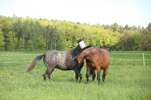 Two beautiful horses fighting — Stock Photo, Image