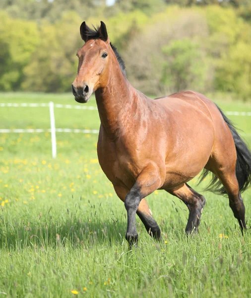 Amazing and big brown horse running — Stock Photo, Image