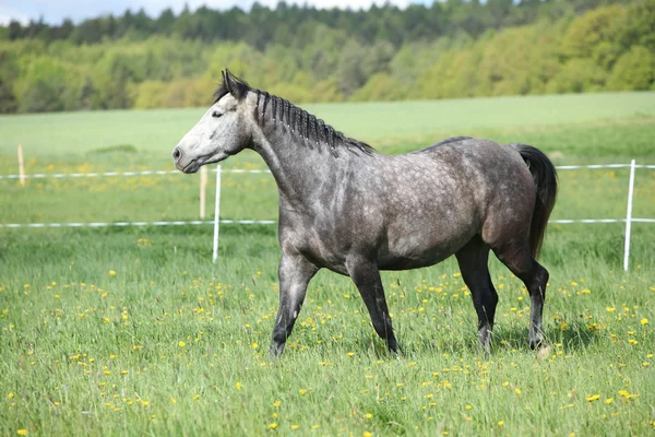Hermoso caballo gris corriendo en el pastizal — Foto de Stock