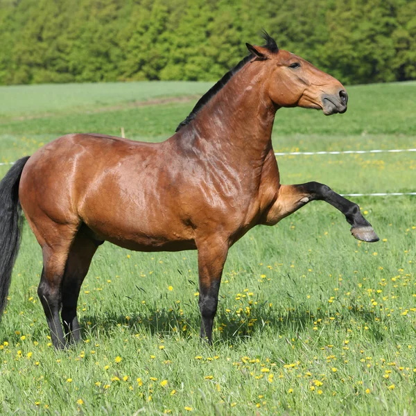 Superbe gros cheval brun qui donne des coups de pied — Photo