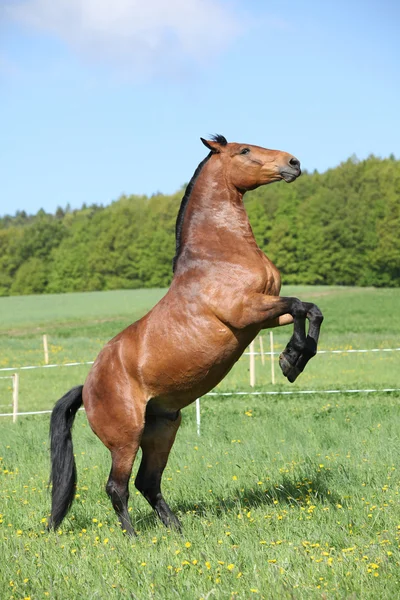 Splendido cavallo marrone grande prancing — Foto Stock