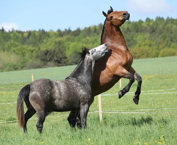 Twee prachtige paarden vechten — Stockfoto