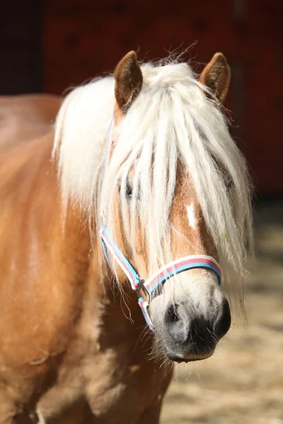 Beautiful haflinger with colorfull halter — Stock Photo, Image