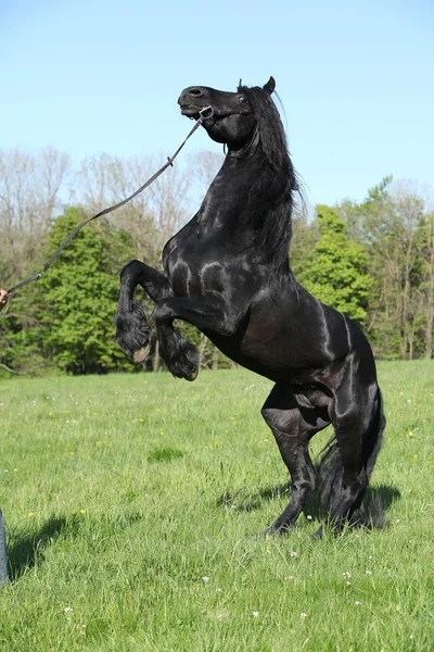 Gorgeous black stallion prancing — Stock Photo, Image