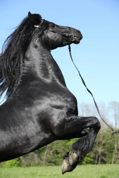 Gorgeous black stallion prancing — Stock Photo, Image