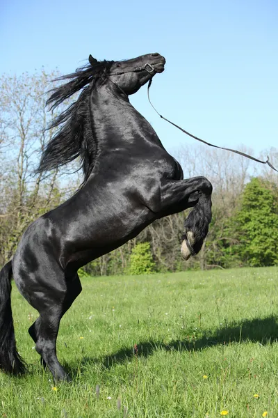 Gorgeous black stallion prancing — Stock Photo, Image