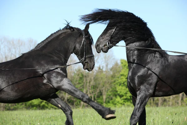 Two gorgeous stallions fighting — Stock Photo, Image