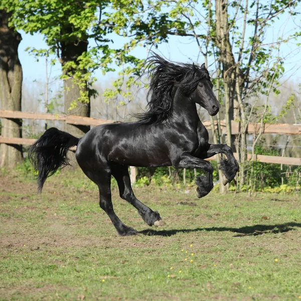 Étalon friesian courir — Photo