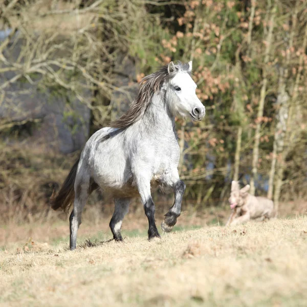 Nice Welsh mountain pony running on pasturage — стоковое фото