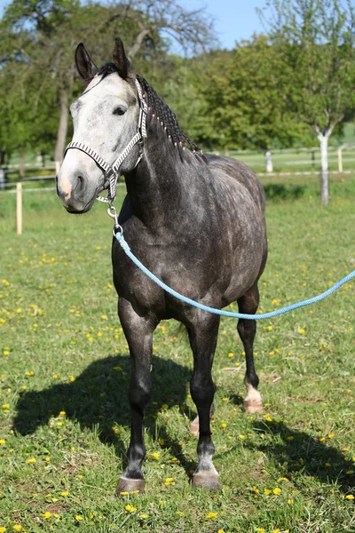 Lindo cavalo com halter agradável — Fotografia de Stock