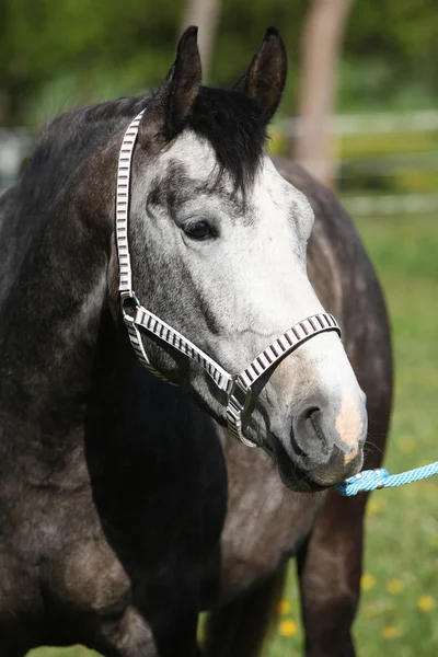 Prachtige paard met mooie halster — Stockfoto