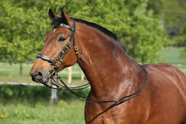 Increíble caballo marrón con hermosa brida —  Fotos de Stock