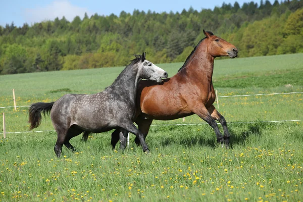 Dwa konie niesamowite gry w świeżej trawy — Zdjęcie stockowe
