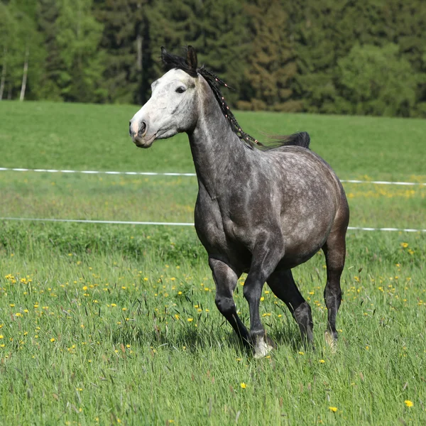 Piękny szary systemem konia w pastwiska — Zdjęcie stockowe
