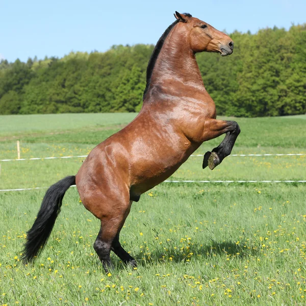Πανέμορφο μεγάλο καφετί άλογο prancing — Φωτογραφία Αρχείου