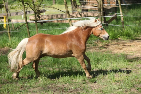 Splendido haflinger in esecuzione sul pascolo primaverile — Foto Stock