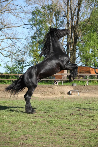 Gorgeous black stallion prancing — Stock Photo, Image